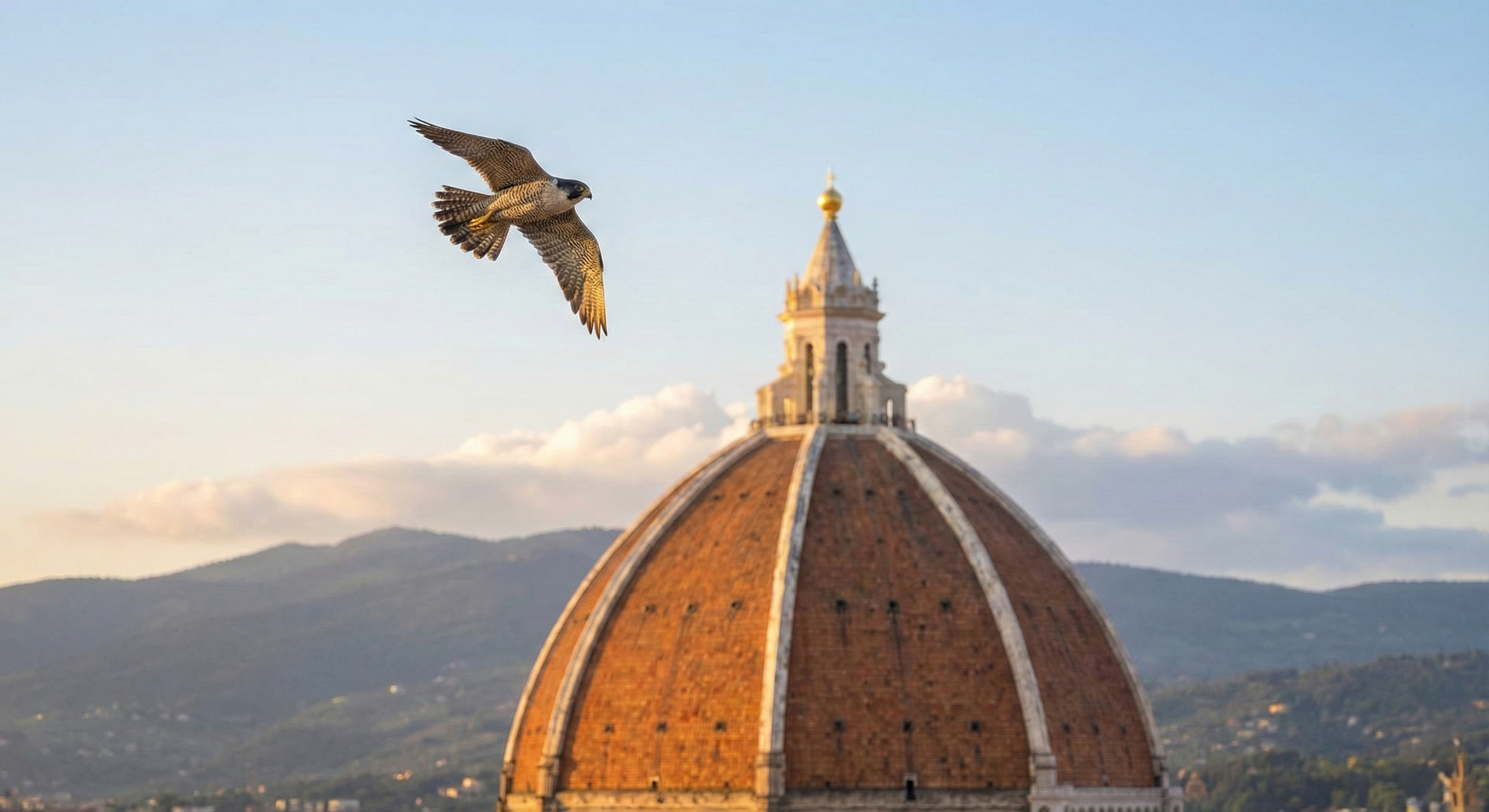falco pellegrino cupola